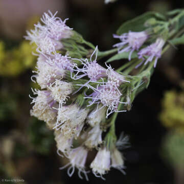 صورة Ageratina occidentalis (Hook.) R. King & H. Rob.