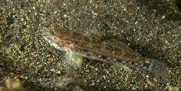 Image of Blackspotted sandgoby