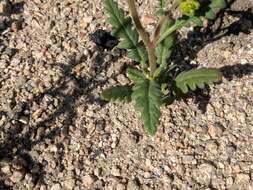 Image of shortlobe phacelia