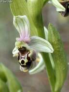 Image of Ophrys fuciflora subsp. bornmuelleri (M. Schulze) B. Willing & E. Willing