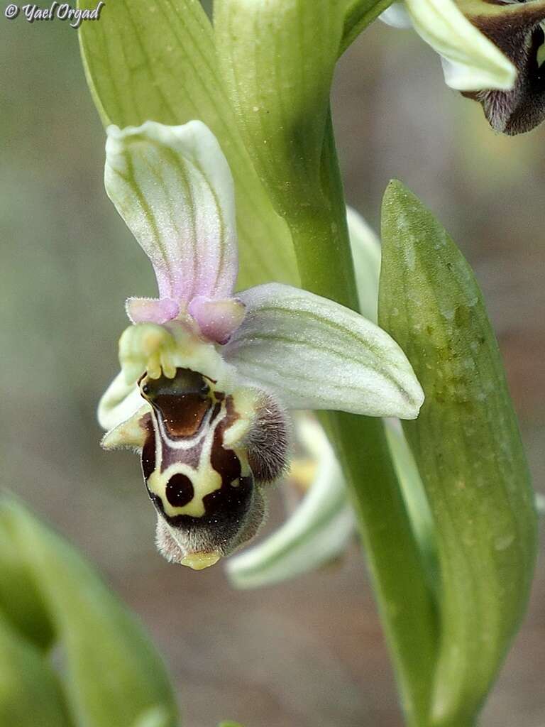 Image of Ophrys fuciflora subsp. bornmuelleri (M. Schulze) B. Willing & E. Willing