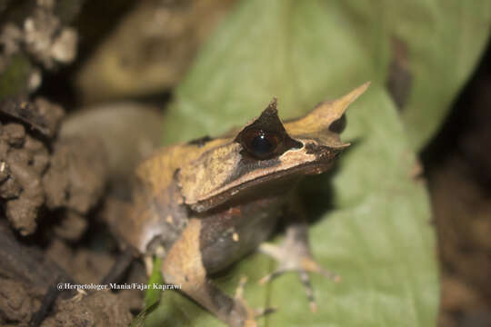 Image of Borneon Horned Frog