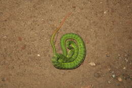 Image of Nepal pitviper