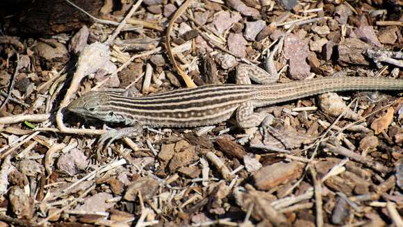 Image of New Mexico whiptail