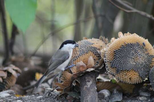 صورة Poecile palustris palustris (Linnaeus 1758)