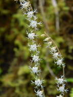 Image of Side-Flower Bishop's-Cap