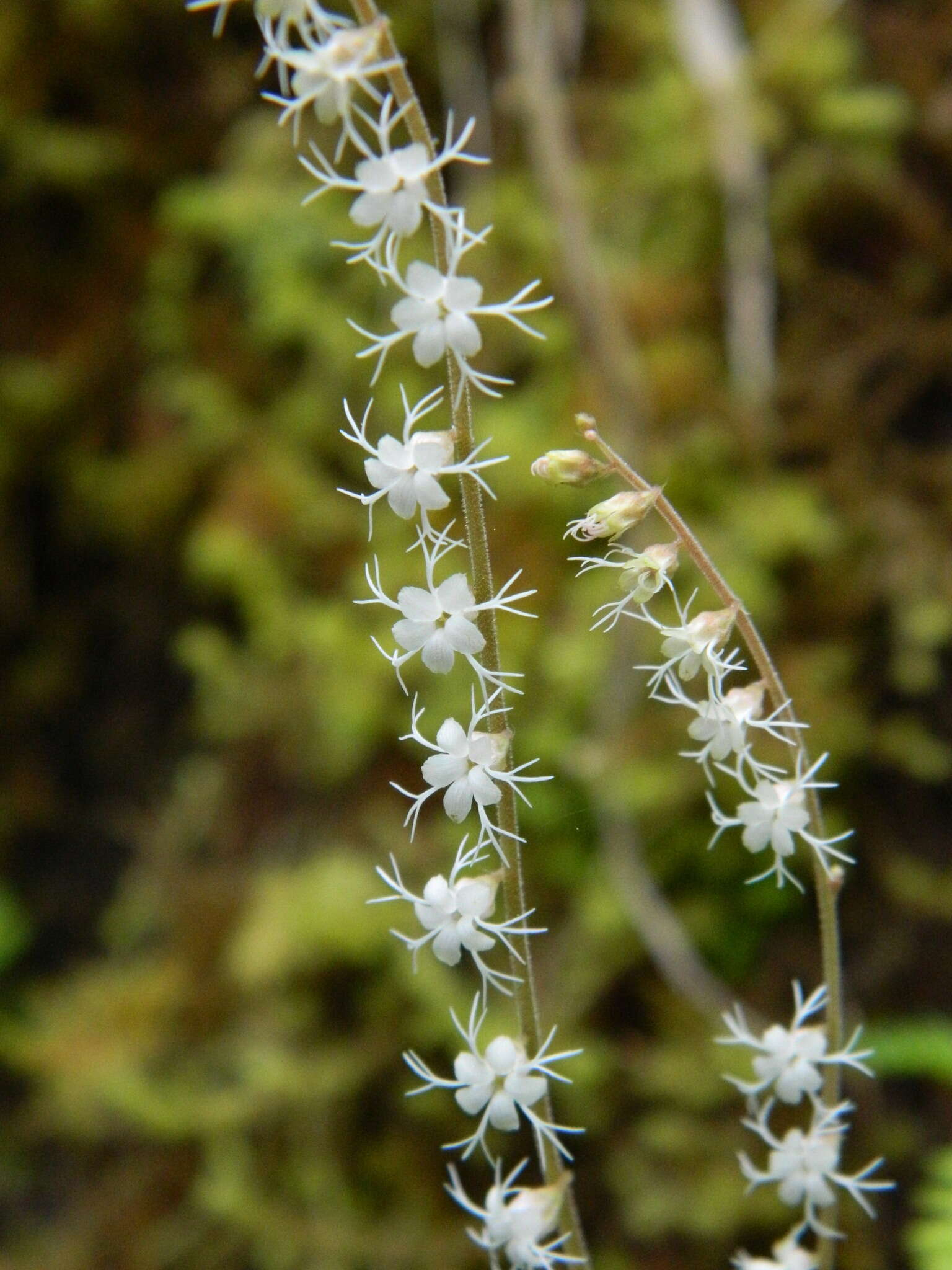 Image of Side-Flower Bishop's-Cap