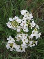 Image of Siberian horseradish