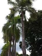 Image of Puerto Rico royal palm