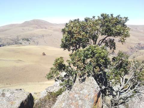 Image de Morella pilulifera (Rendle) D. J. B. Killick