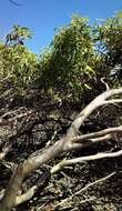 Image of Eucalyptus calcareana C. D. Boomsma