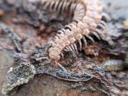 Image of Flat-backed millipede