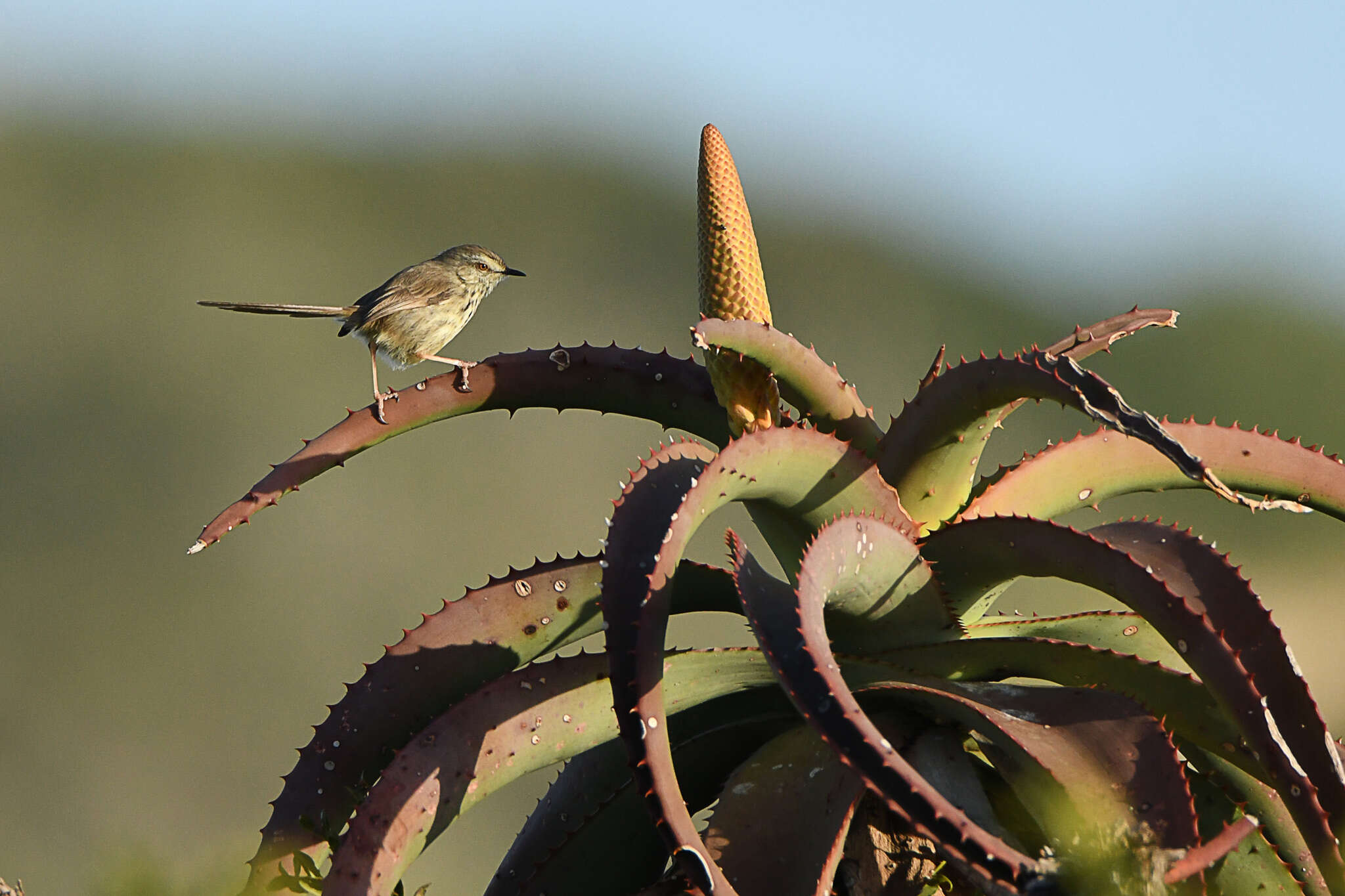 Image of Prinia maculosa exultans Clancey 1982