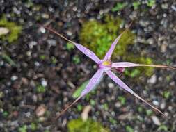 Image of Rosella spider orchid