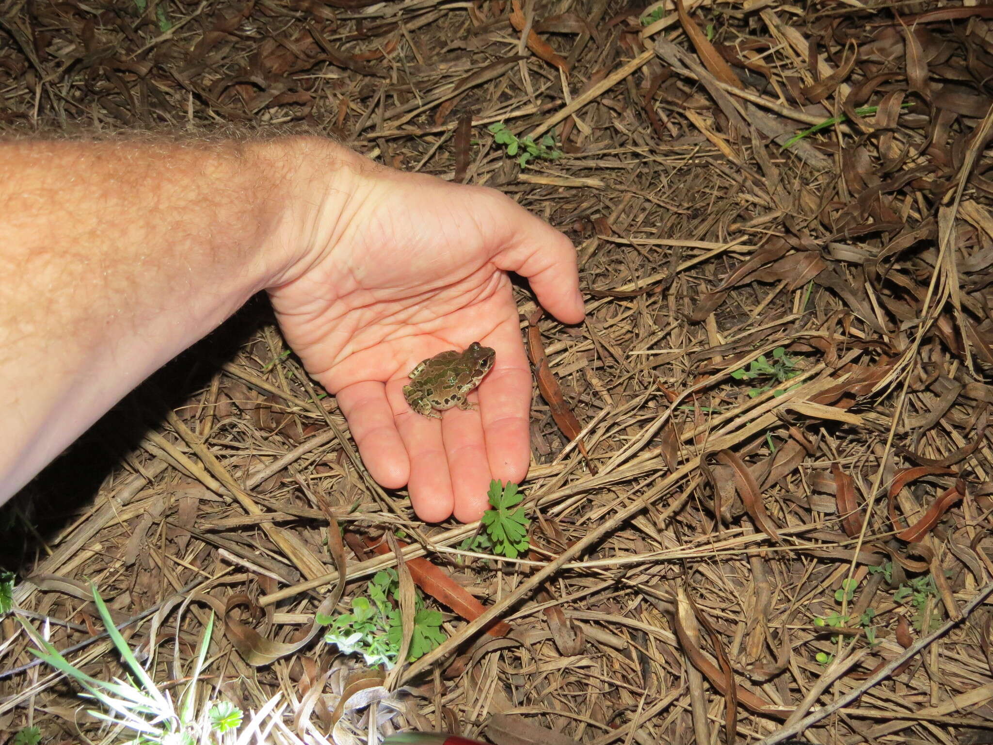 Image of Strecker's Chorus Frog