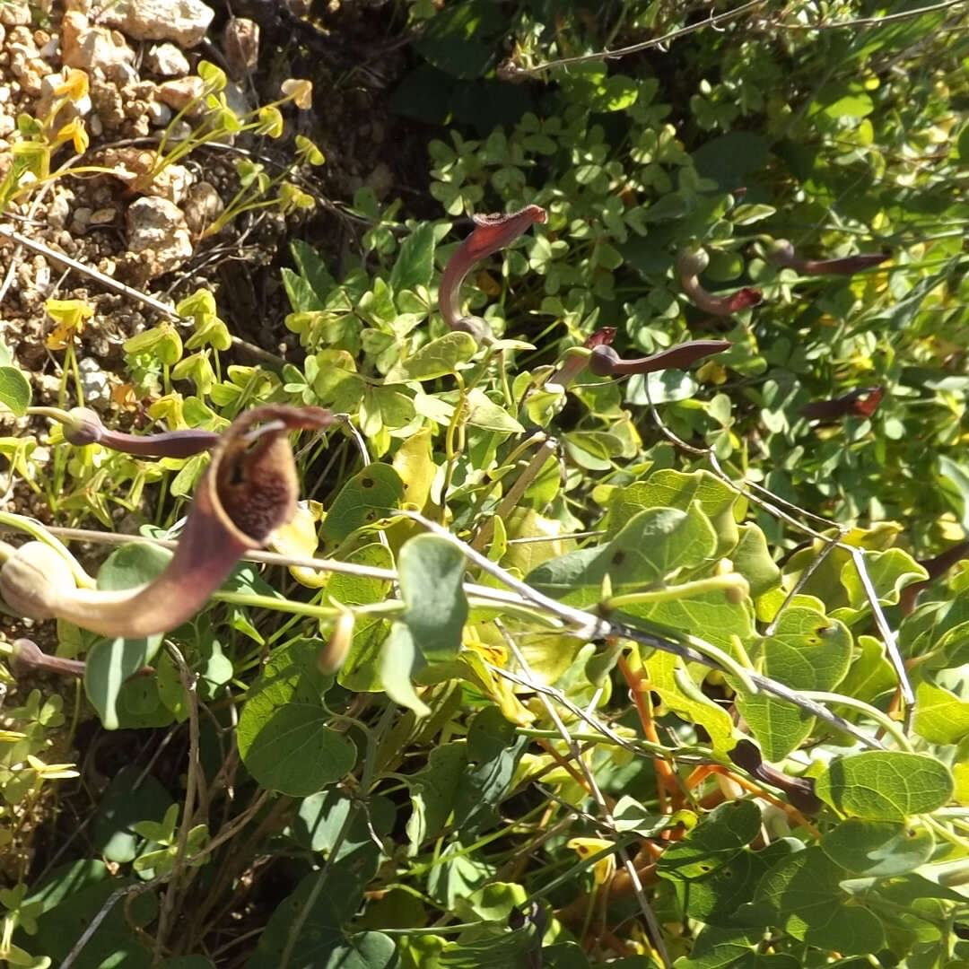 Image de Aristolochia baetica L.