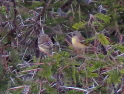 Image of Lemon-breasted Canary