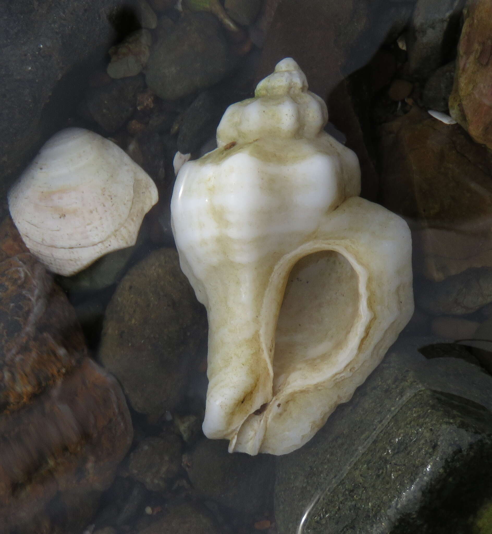 Image of Asian drill snail