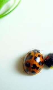 Image of Harlequin Ladybird