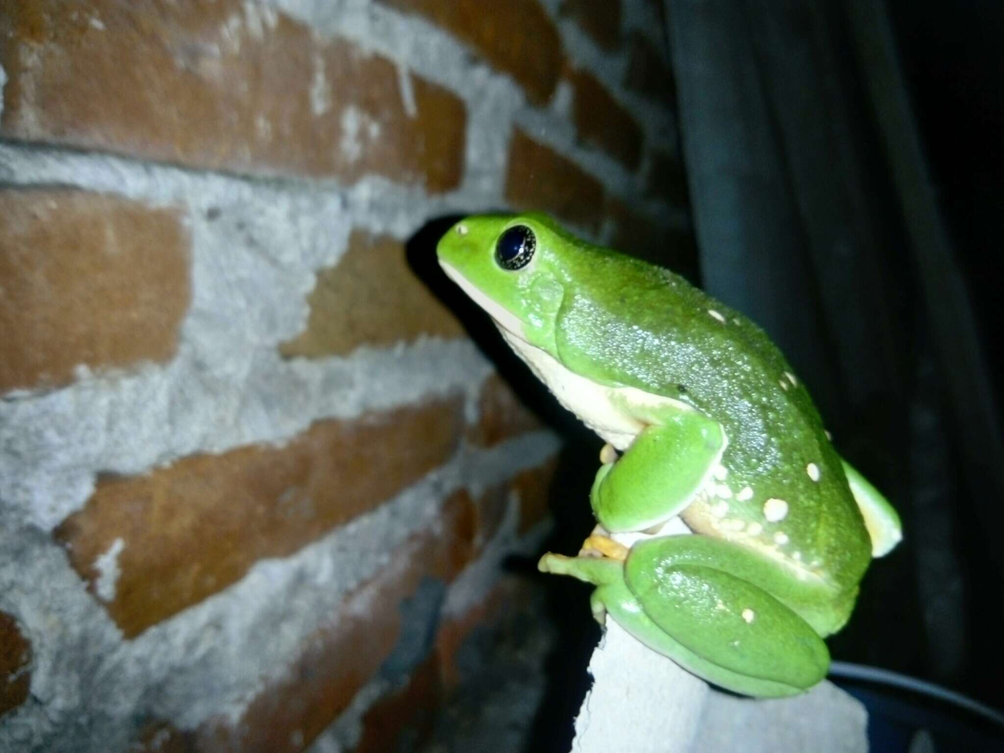 Image of Mexican leaf frog