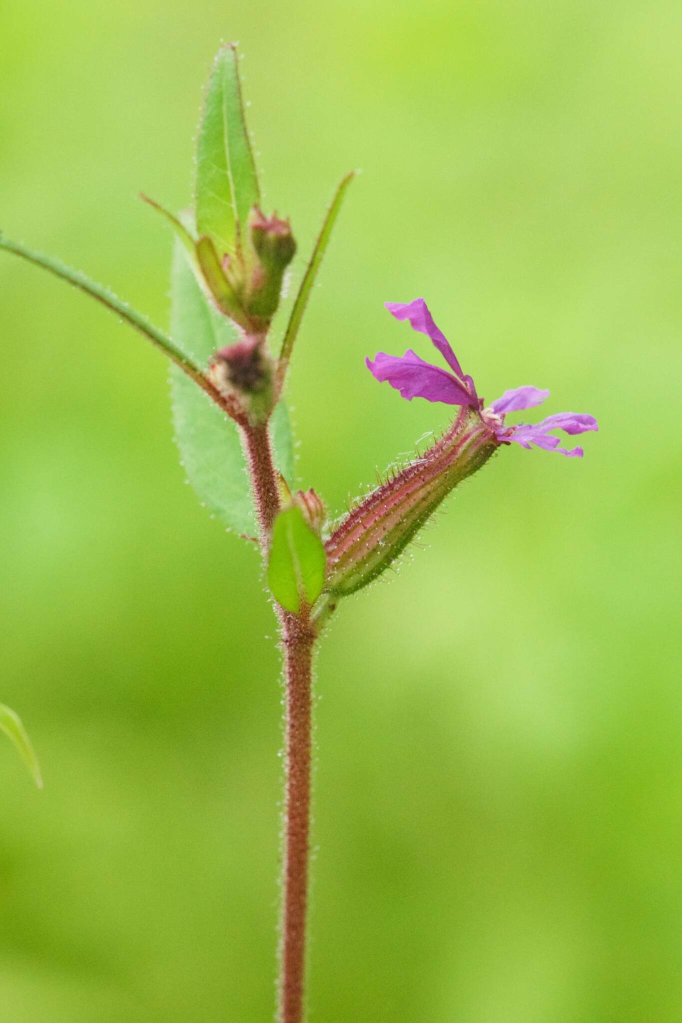 Image of blue waxweed