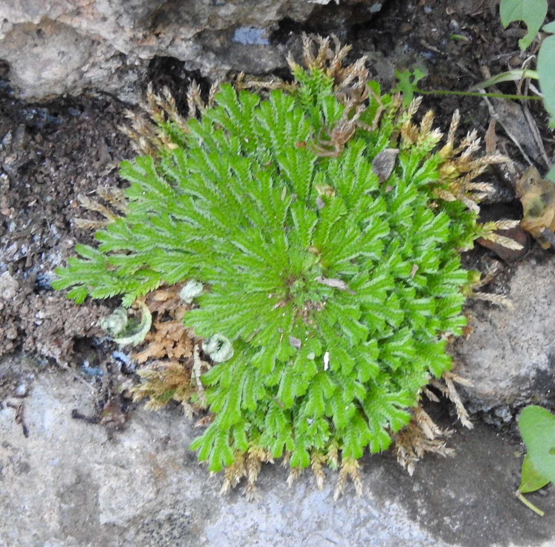 Слика од Selaginella pilifera A. Br.