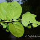 Image of Premna corymbosa Rottler