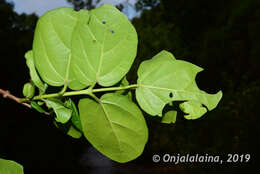 Image of Premna corymbosa Rottler