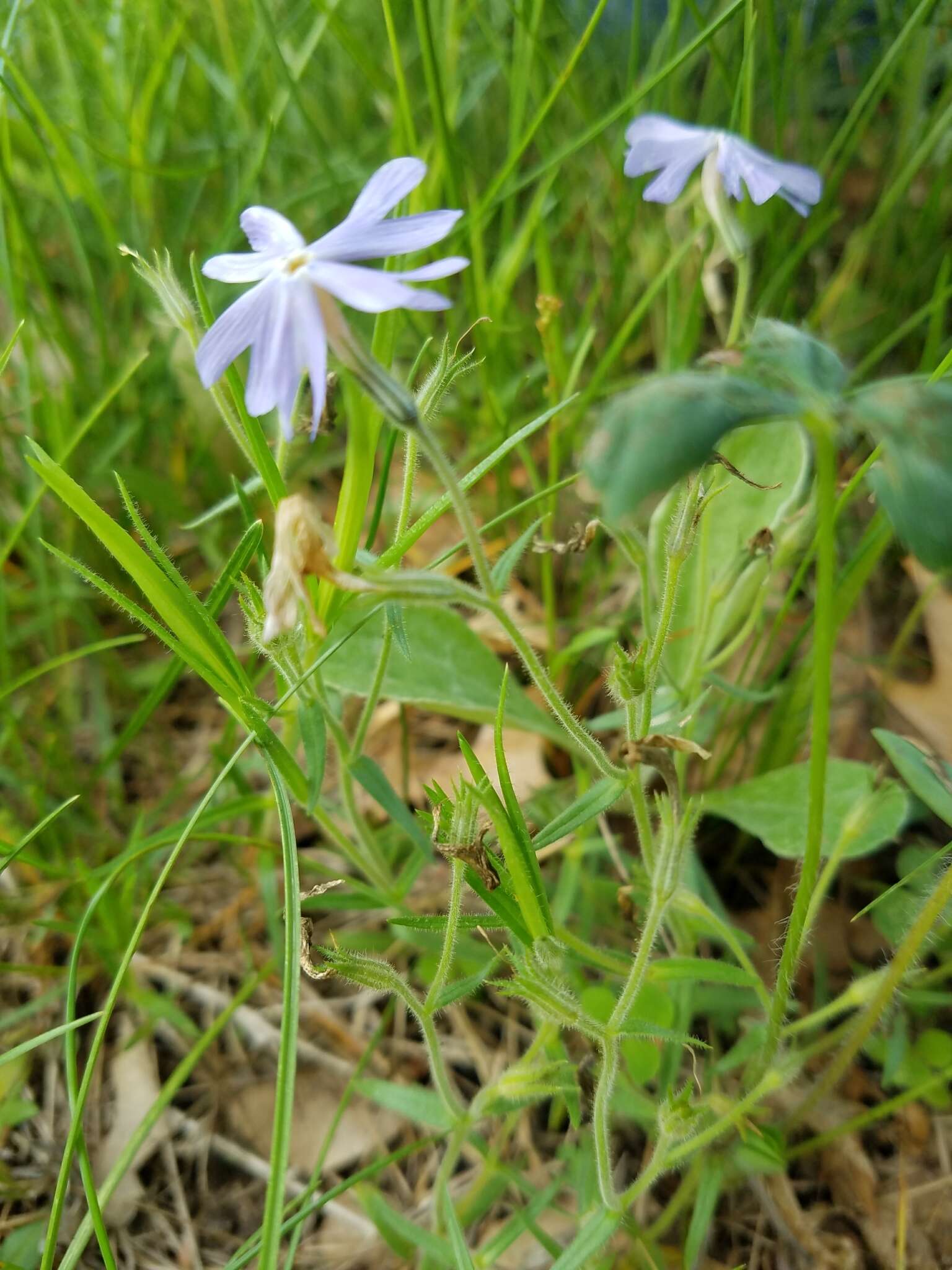 Image of cleft phlox