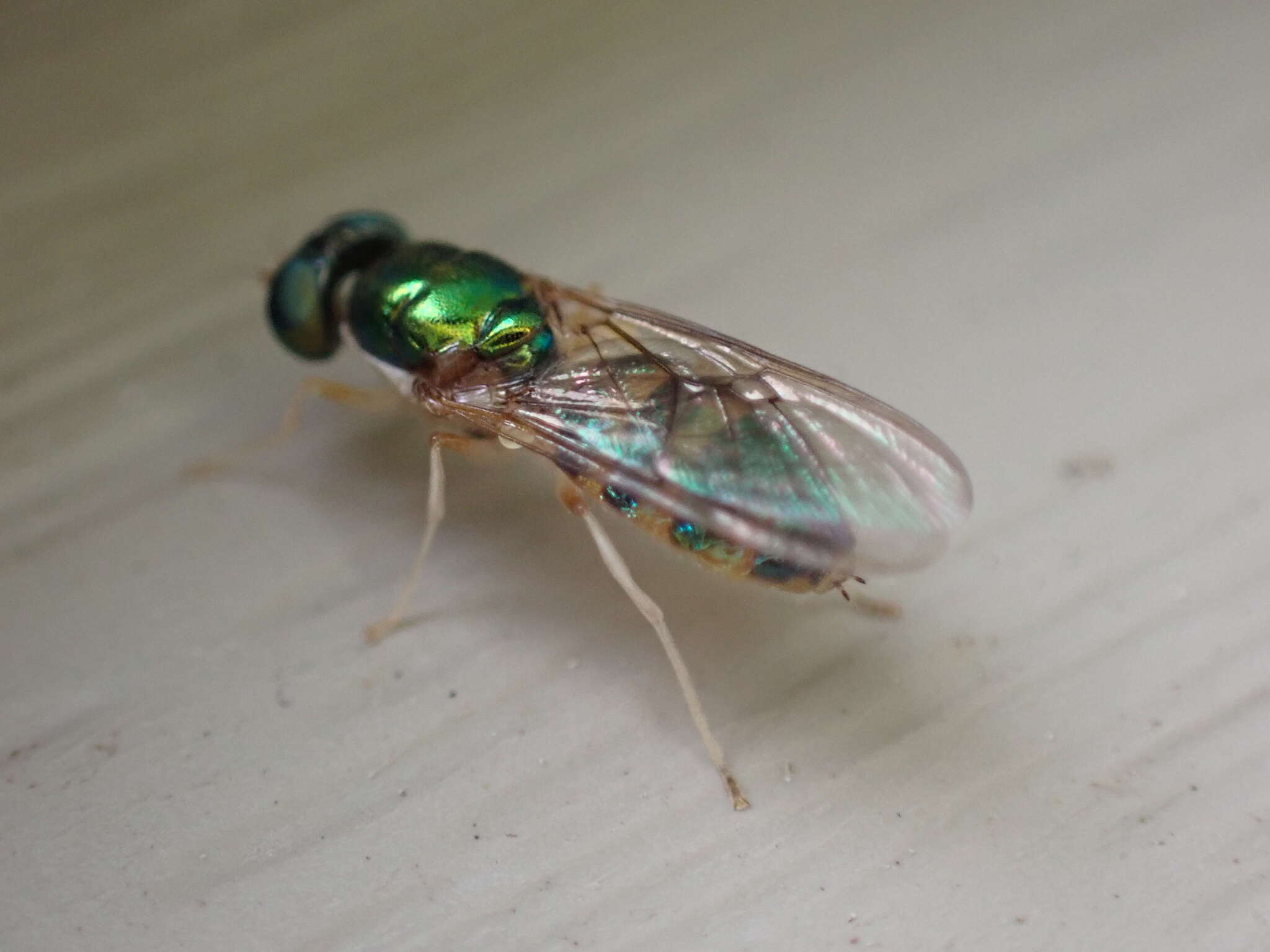 Image of Cephalochrysa canadensis (Curran 1927)