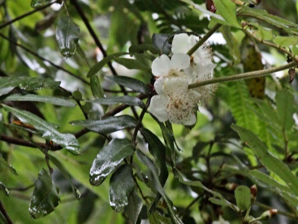Image of Eucryphia moorei F. Müll.