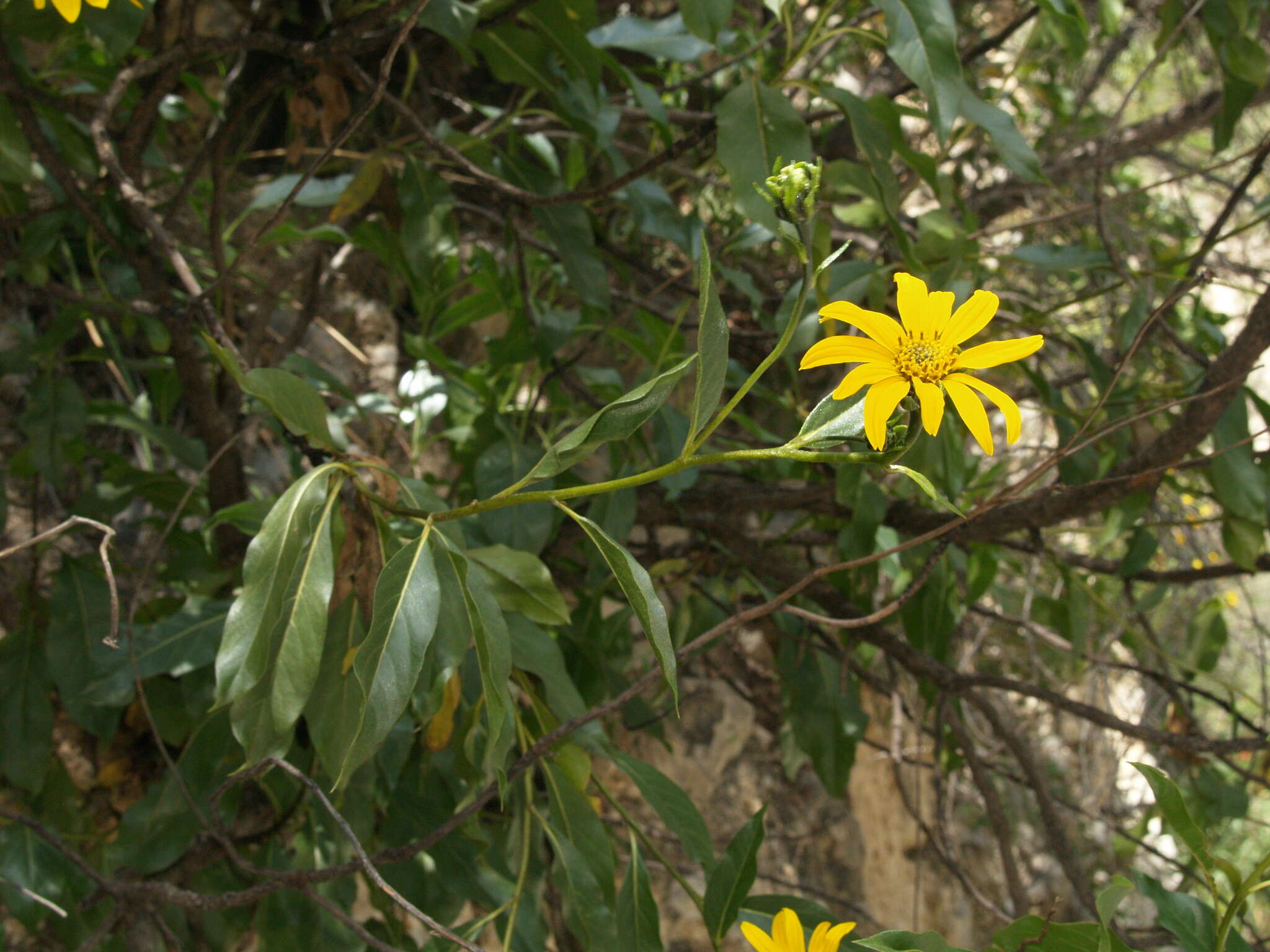 صورة Flourensia monticola M. O. Dillon