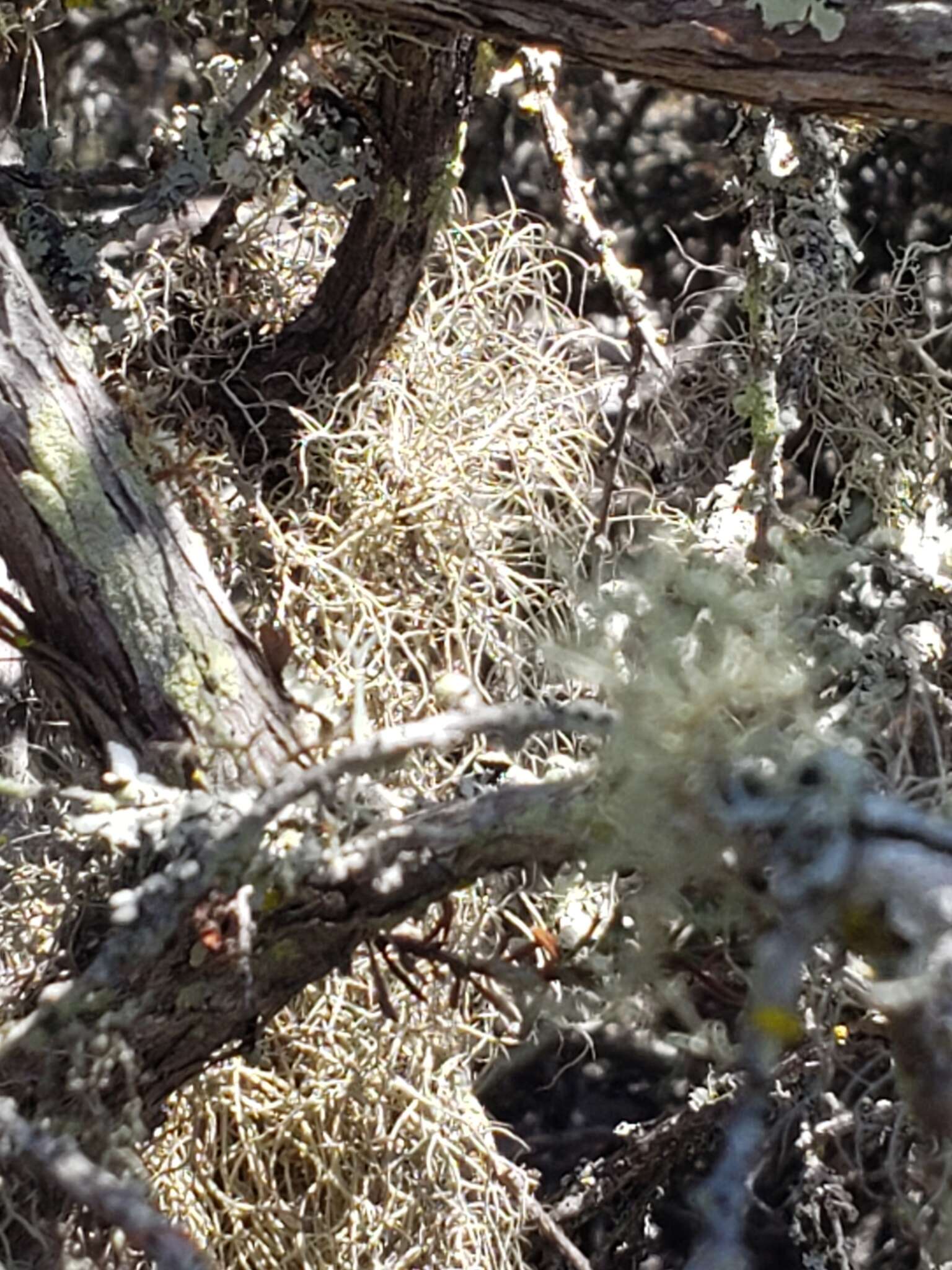 Image of sulcaria lichen