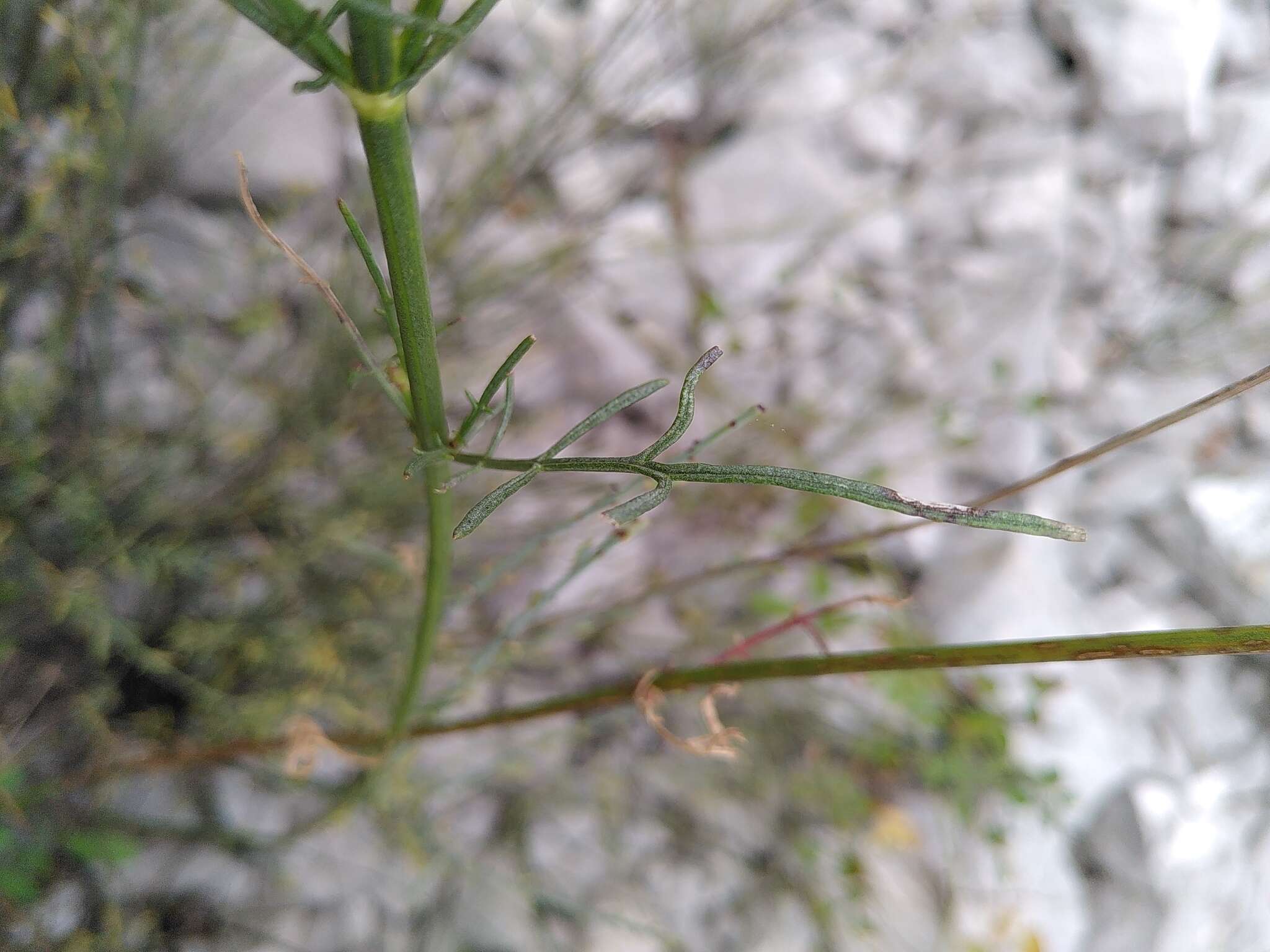 Image of Cephalaria leucantha (L.) Schrad.