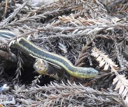 Image of Aquatic Gartersnake