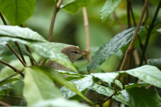 Image of Manchurian Bush Warbler