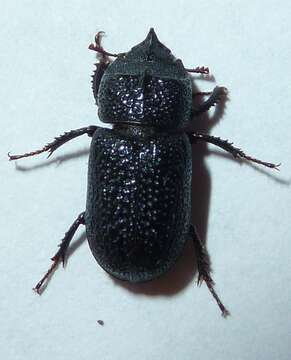 Image of Rugose Stag Beetle