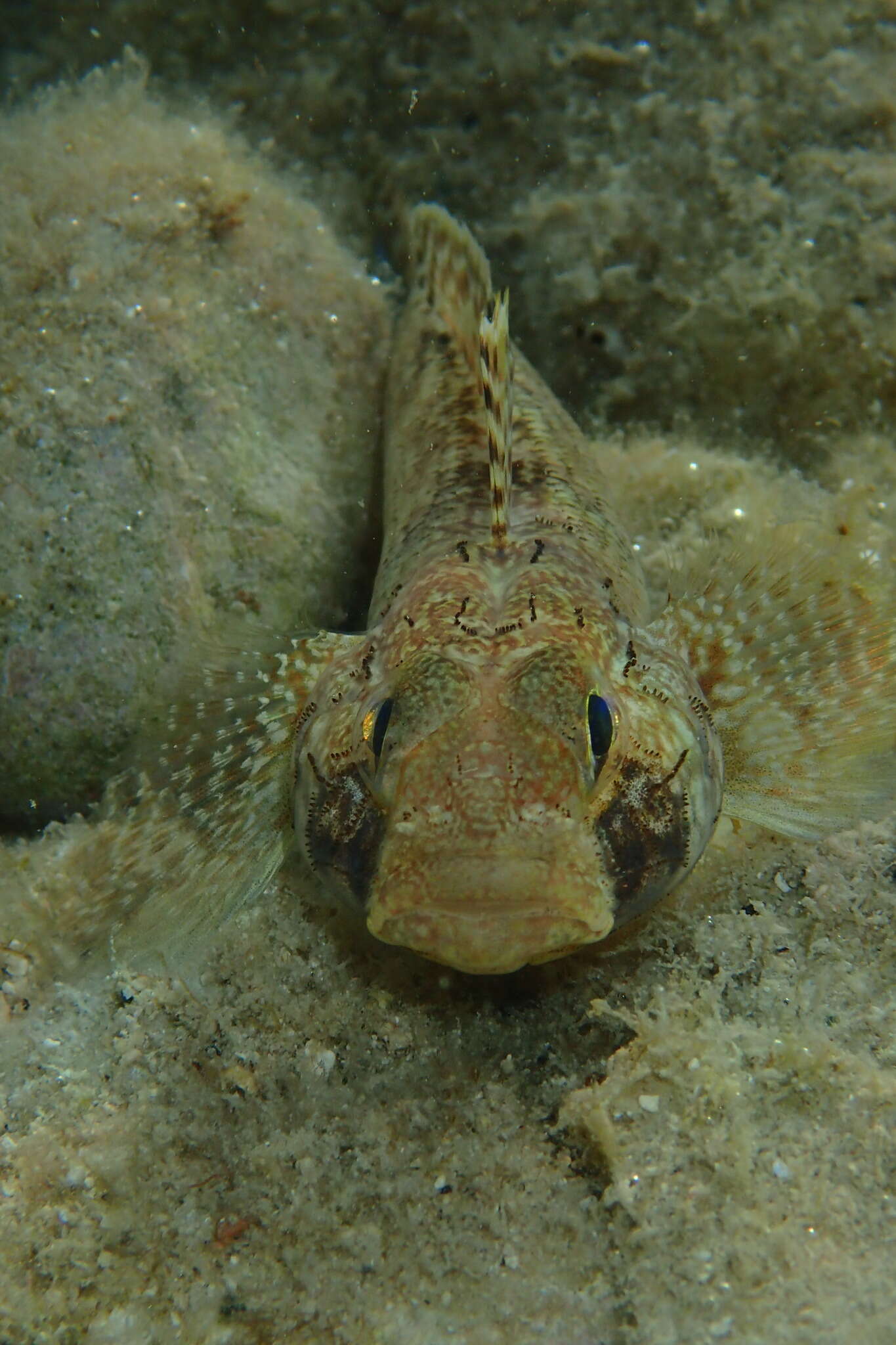 Imagem de Gobius geniporus Valenciennes 1837