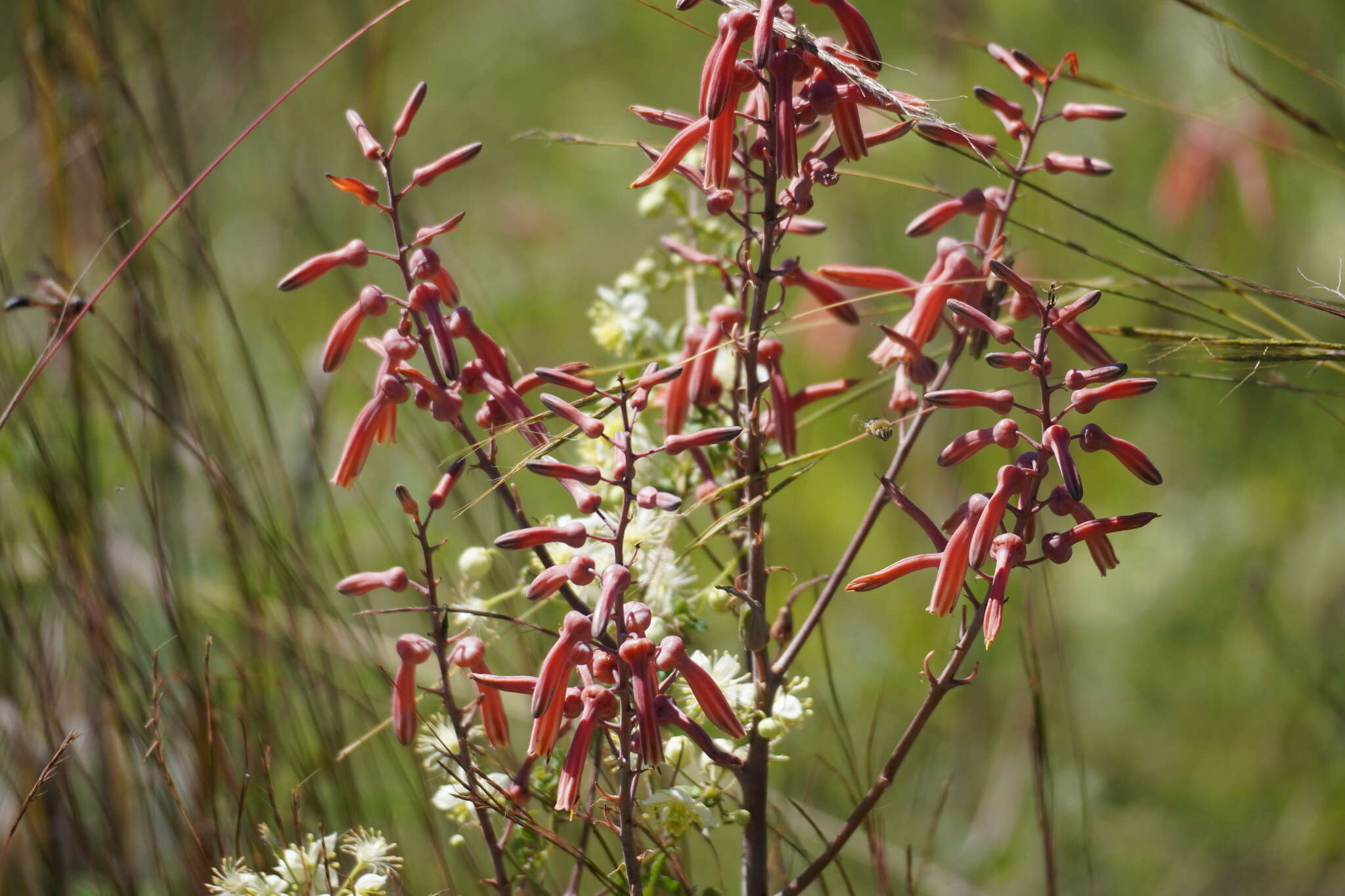 Image of Aloe transvaalensis Kuntze