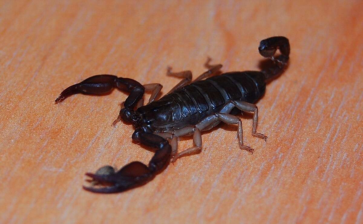 Euscorpius flavicaudis (De Geer 1778) resmi