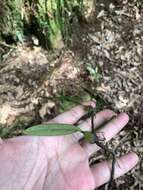 Image of Bulbophyllum bifurcatoflorens (Fukuy.) J. J. Verm., Schuit. & de Vogel