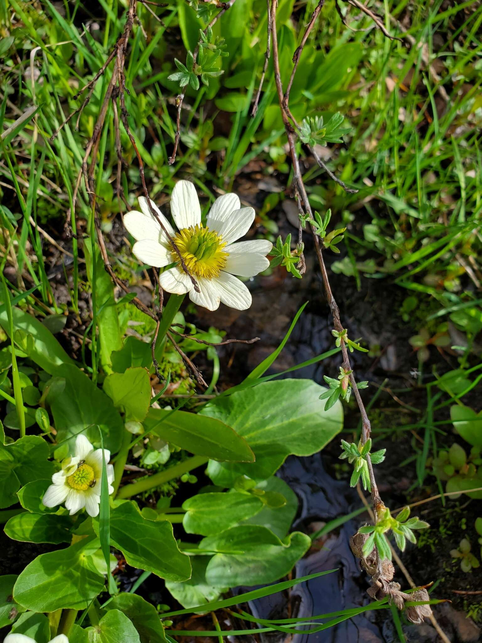 Image of <i>Caltha chionophila</i>