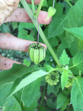 Physalis angulata L. resmi