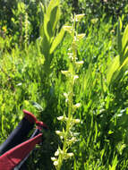 Image of Canyon Bog Orchid