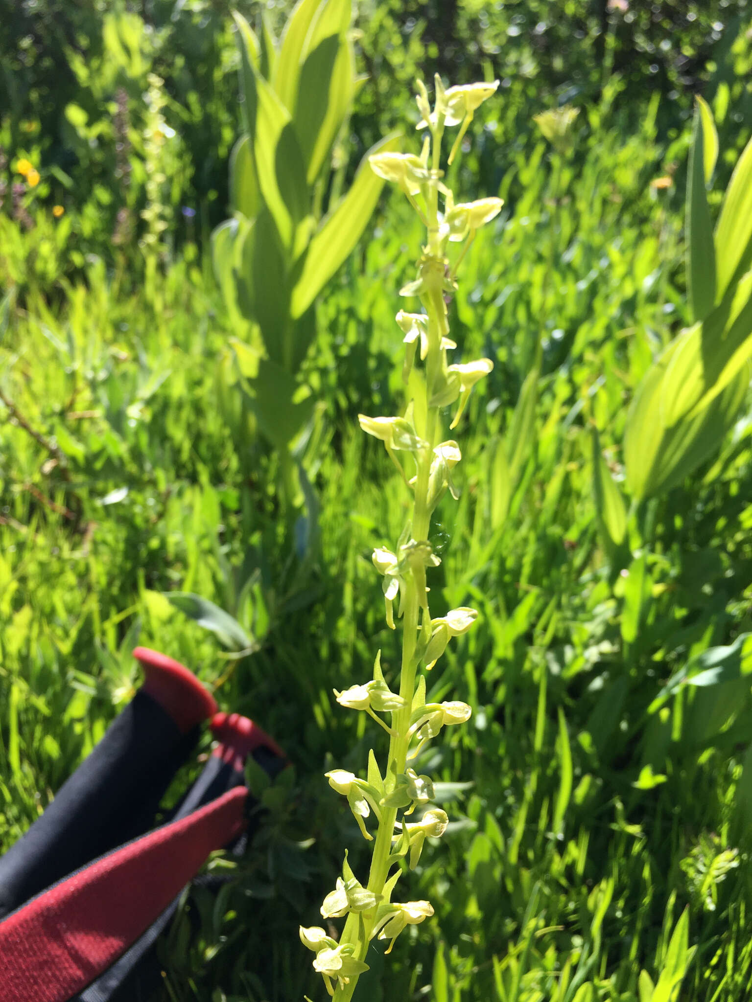 Image of Canyon Bog Orchid