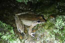 Image of Siam Frog; Black-eared Frog