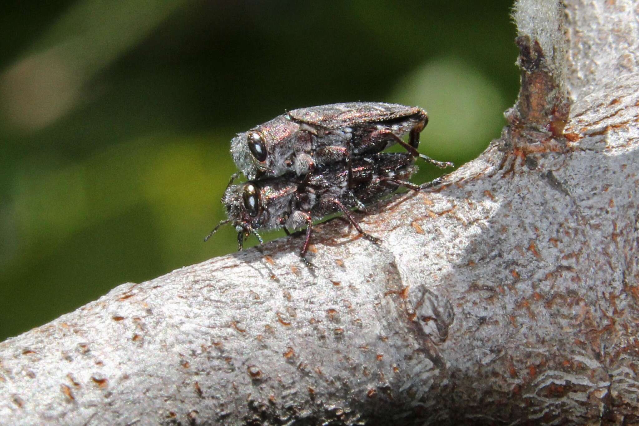 Imagem de Chrysobothris mali Horn 1886