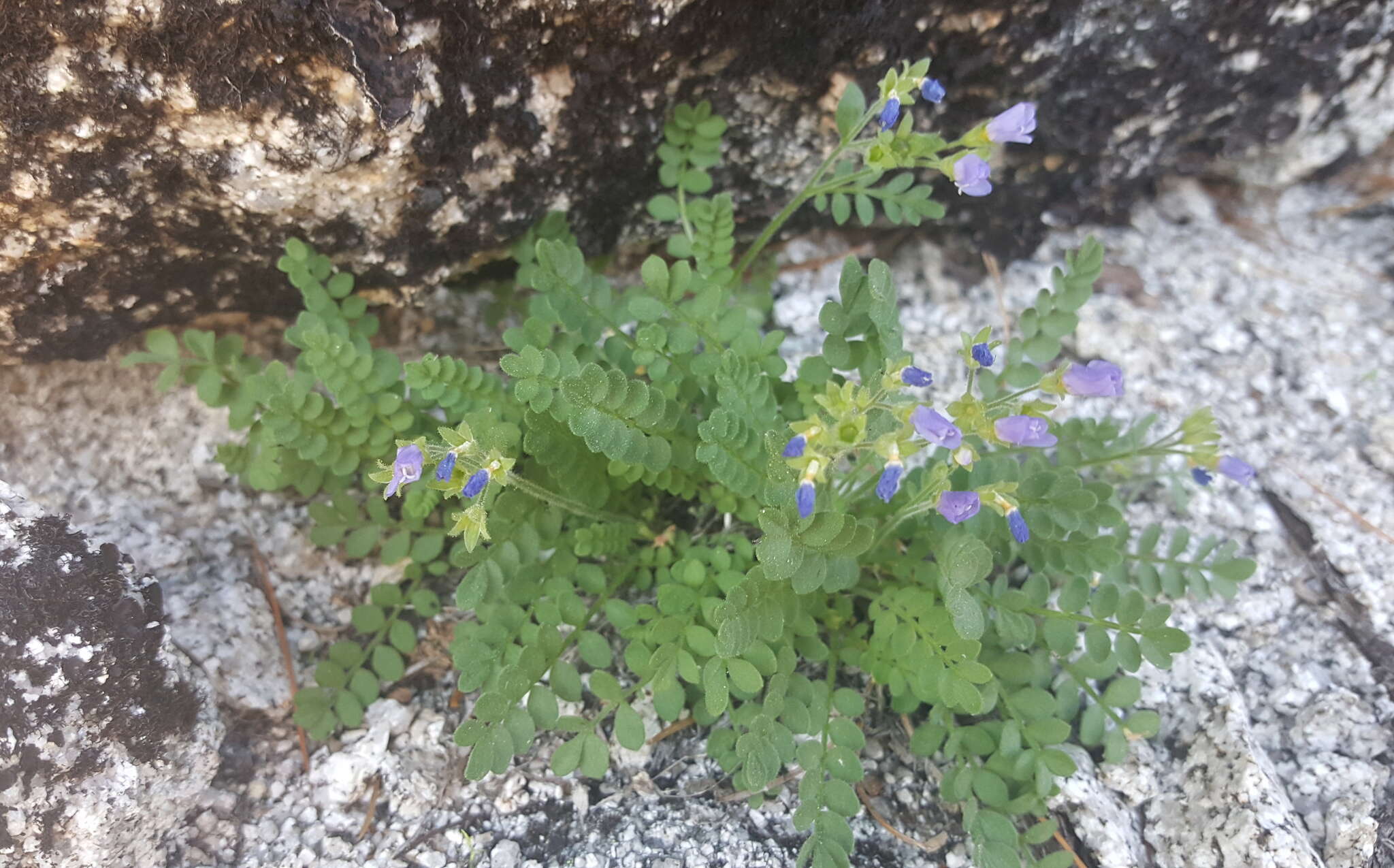 Image de Polemonium pulcherrimum subsp. pulcherrimum