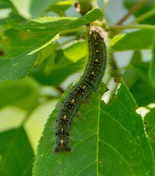 Image of Forest Tent Caterpillar Moth