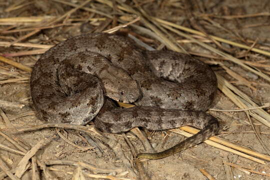 Image of Macrovipera lebetinus (Linnaeus 1758)